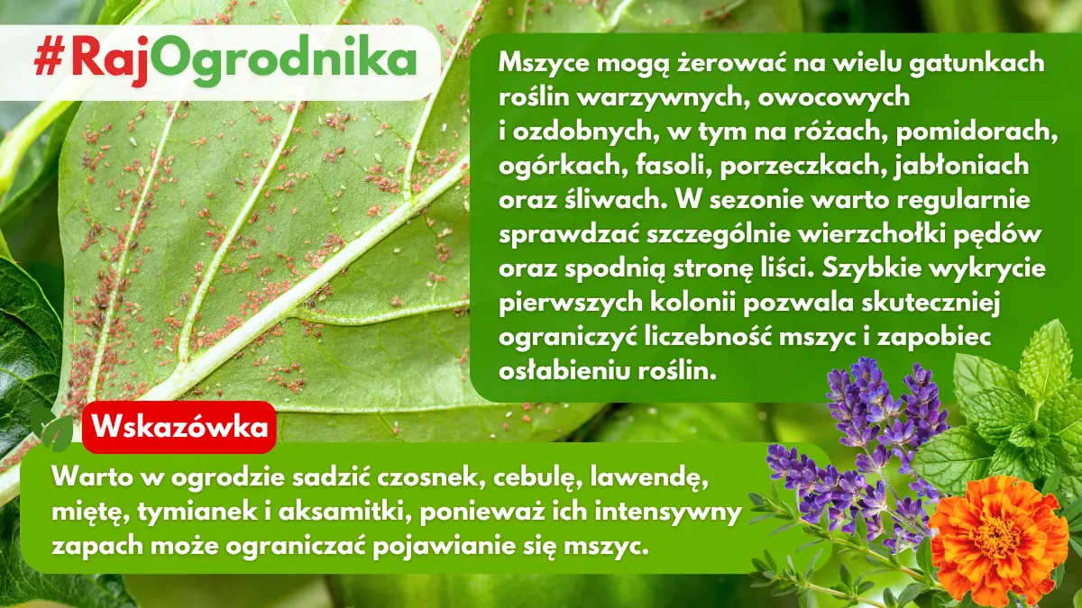 Jakie rośliny odstraszają mszyce blog sklep rajogrodnika